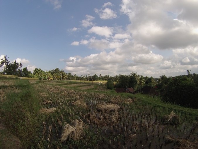Campos de arroz a las afueras de Ubud