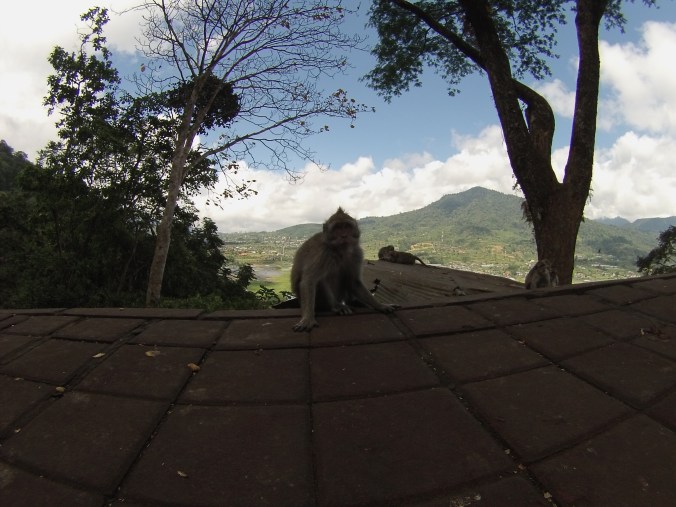 Changos en las carreteras de la sierra balinesa